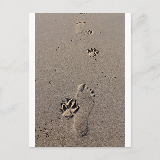 Man and dog footprints best friends postcard (Front)