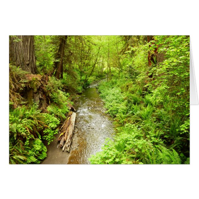 Man Creek II perdu dans le parc national Redwood (Devant Horizontal)