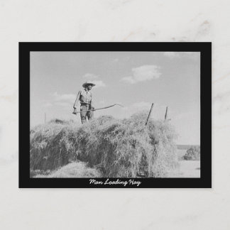 Man Loading Hay Postcard