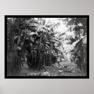 Man Standing in a Banana Tree Grove in Cuba 1917 Poster