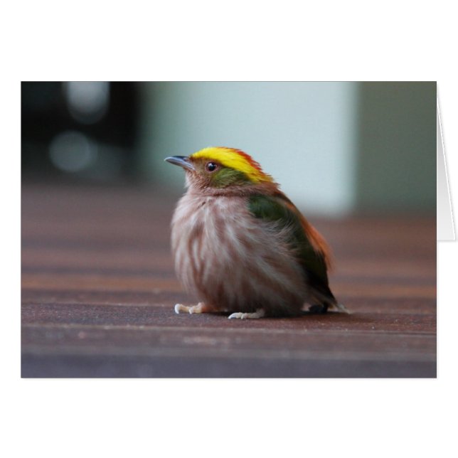 Manakin à capuche (Devant horizontal)