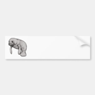 manatee art bumper sticker