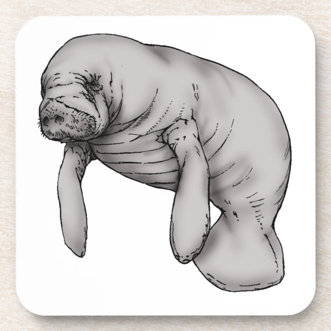 manatee art coaster (Front)