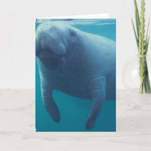 Manatee Greeting Card