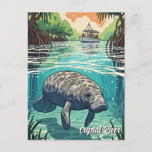 Manatee in Crystal River Florida Postcard (Front)