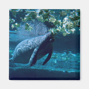 Manatee, Lowry Park Zoo, Tampa Bay, Florida, U.S.A Magnet