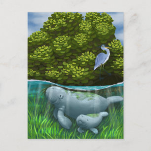 Manatee Mom and Calf Postcard