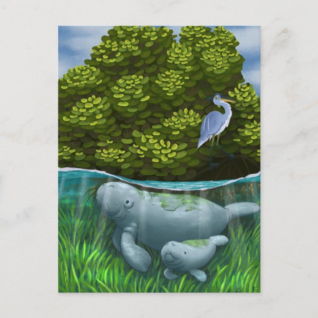 Manatee Mom and Calf Postcard (Front)