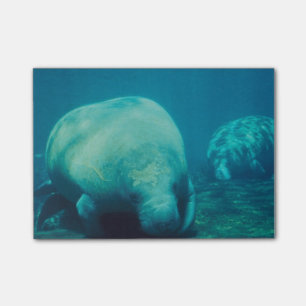 Manatee Photo Post-it Notes