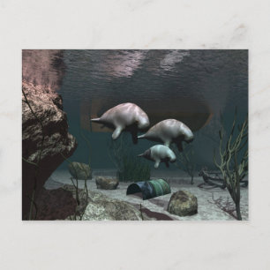 Manatee postcard