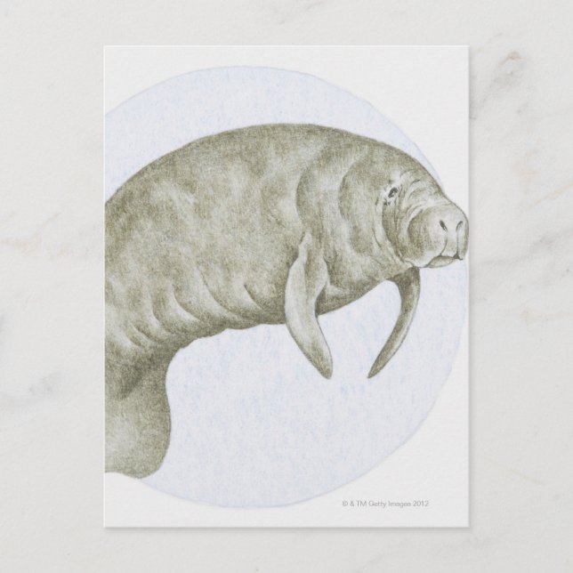 Manatee Postcard (Front)