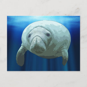 Manatee Postcards