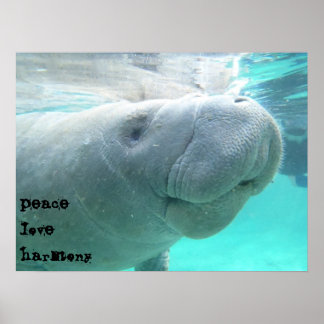 Manatee Poster
