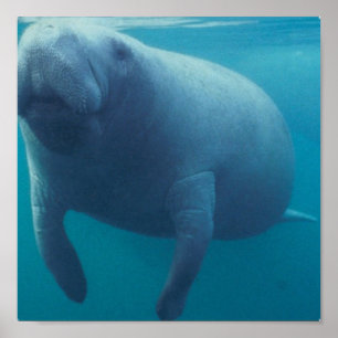 Manatee Poster Print