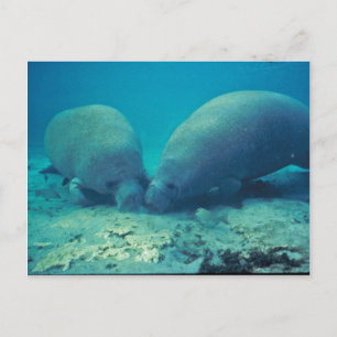 Manatee Rooting in Sand Postcard