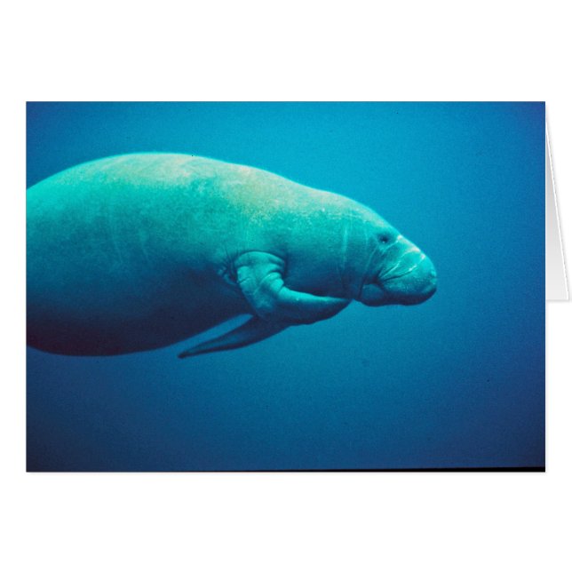 Manatee Scratching (Front Horizontal)