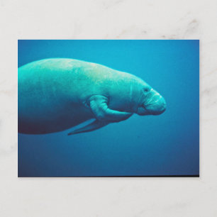 Manatee Scratching Postcard