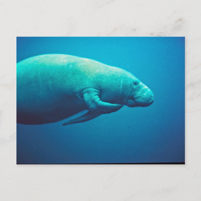 Manatee Scratching Postcard (Front)