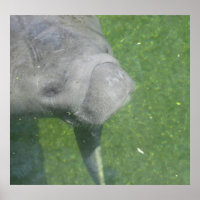 Manatee Smiles Poster