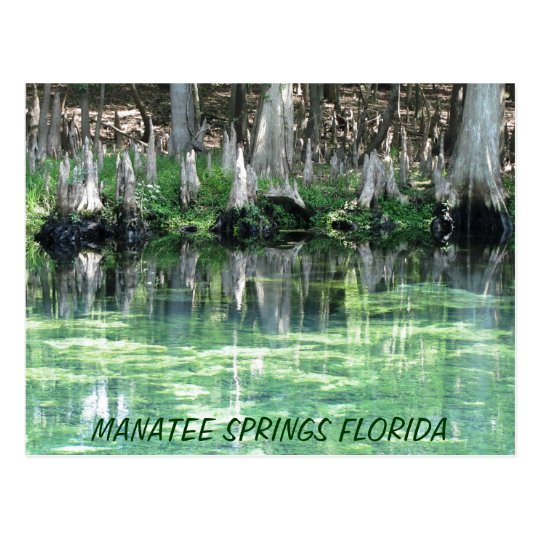 Manatee Springs Fl Postcard