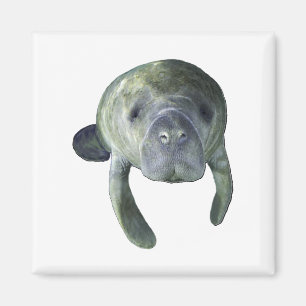 Manatee Springs Magnet