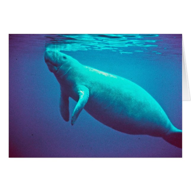Manatee Surfacing to Breathe (Front Horizontal)