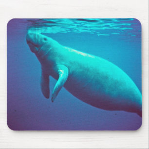 Manatee Surfacing to Breathe Mouse Pad