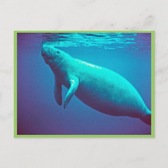 Manatee Surfacing to Breathe Postcard (Front)