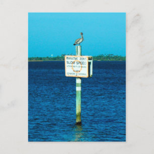 Manatee Zone Postcard