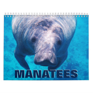 Manatees 2022 Calendrier mural