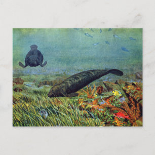 Manatees and Colourful Fish Postcard