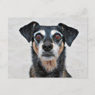 Manchester Terrier X - Jordan - Derr Postcard