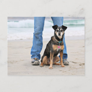 Manchester Terrier X - Jordan - Derr Postcard