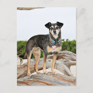 Manchester Terrier X - Jordan - Derr Postcard