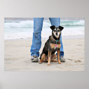 Manchester Terrier X - Jordan - Derr Poster