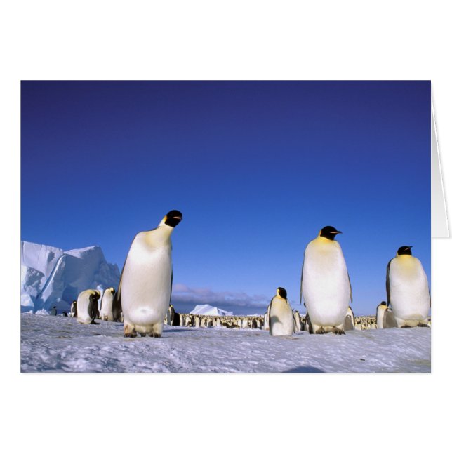 Manchot | Antarctique, péninsule Antarctique (Devant horizontal)