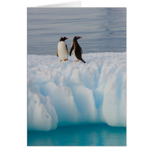 manchot papou, Pygoscelis Papua, sur de la glace g