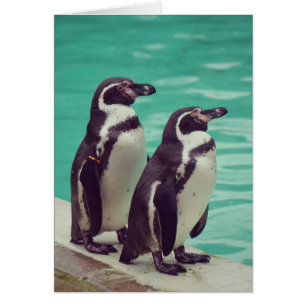 Manchots