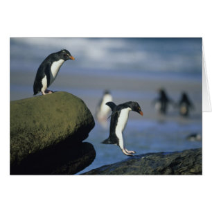 Manchots à cosses, Eudyptes chrysocome),