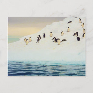 Manchots sur glace, carte postale