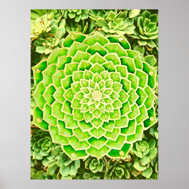 Mandala Green Gold Abstract Succulent Photography Poster (Front)