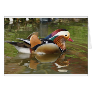 mandarin duck