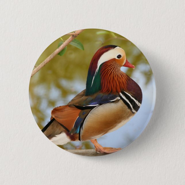 Mandarin Duck 2 Inch Round Button (Front)