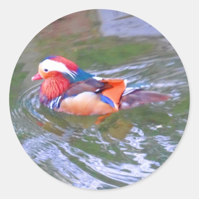 Mandarin Duck #2 Stickers (Front)