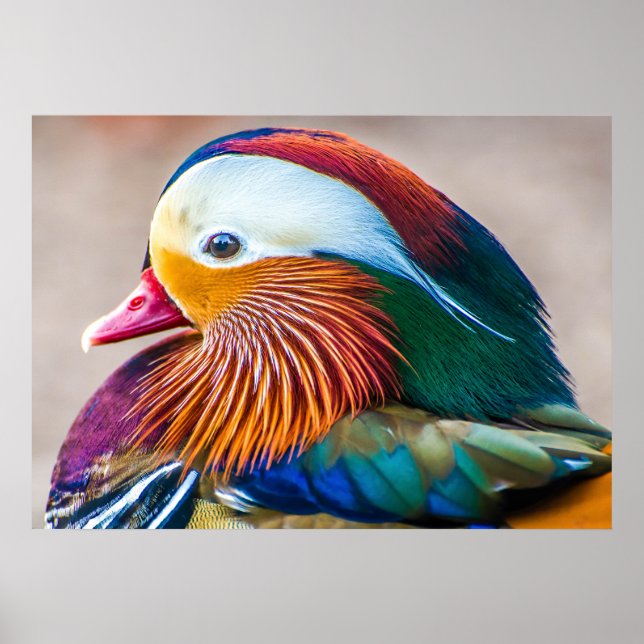 Mandarin Duck Beautiful Poster (Front)