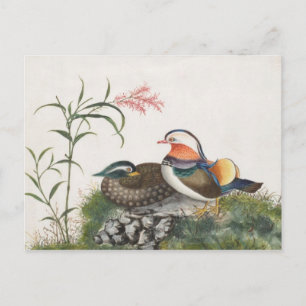 Mandarin Duck Chinese Painting Postcard