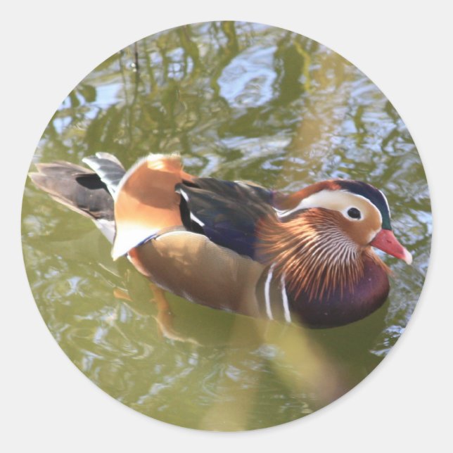 Mandarin Duck Classic Round Sticker (Front)