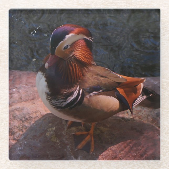 Mandarin Duck Glass Coaster (Front)