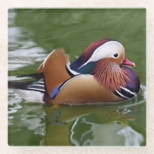 Mandarin Duck Glass Coaster