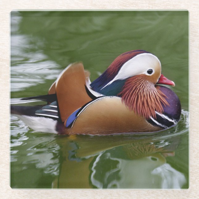 Mandarin Duck Glass Coaster (Front)